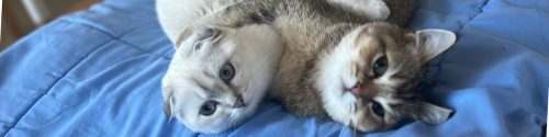 Cat Allergy test