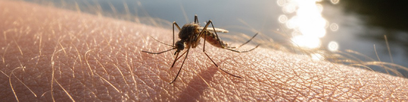 Mosquito venom test Mosquito venom test