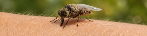 Horse fly on human skin, horse fly bite allergy and allergen testing (i204).