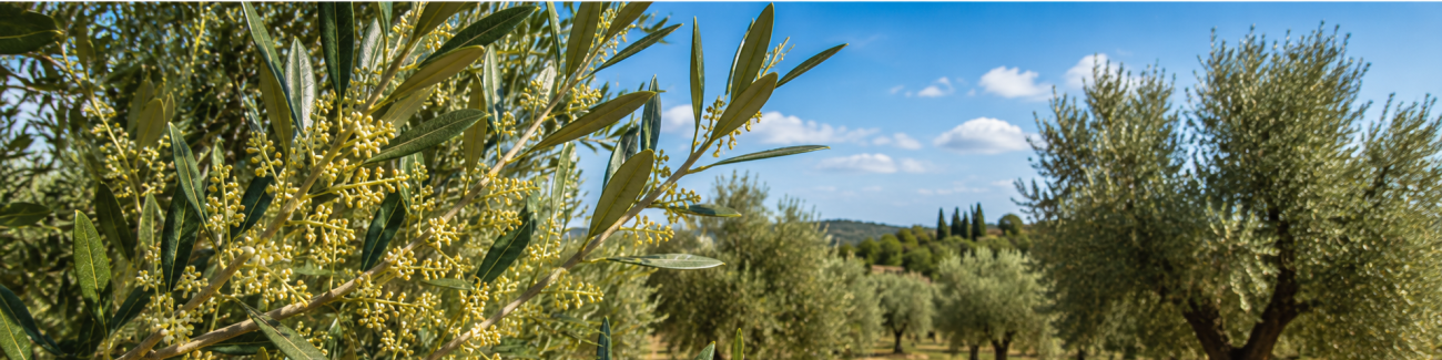 Olive tree (Olea europaea) branches with flowering pollen in a Mediterranean olive grove, representing the Olive Tree Pollen Allergy Test (t9).