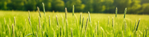 Timothy grass (Phleum pratense) seed heads in a sunlit meadow, representing the Timothy Grass Pollen Allergy Test (g6).