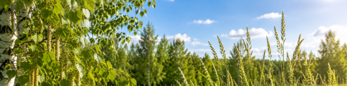 Birch tree catkins and grass pollen growing in a sunlit meadow, representing a combined Grass and Birch Pollen Allergy Test.